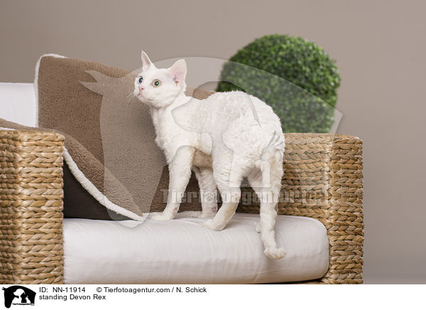 stehende Devon Rex / standing Devon Rex / NN-11914