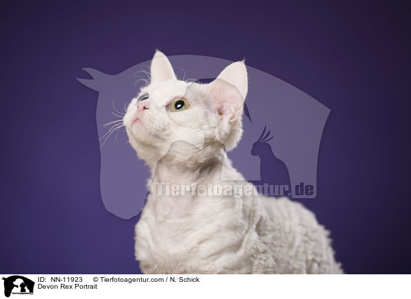 Devon Rex Portrait / Devon Rex Portrait / NN-11923