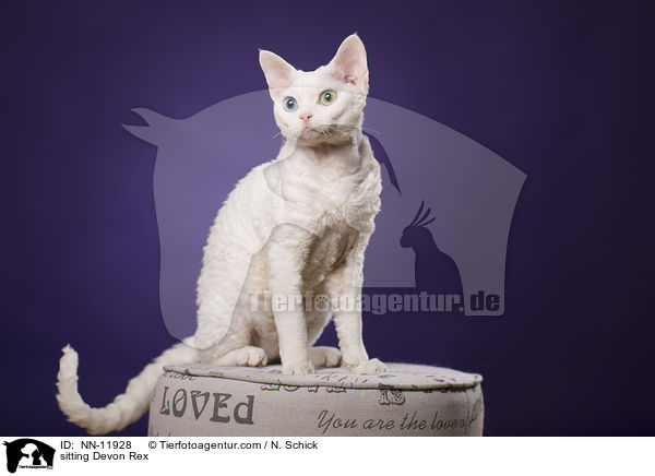 sitzende Devon Rex / sitting Devon Rex / NN-11928