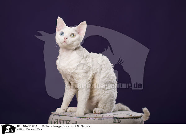 sitzende Devon Rex / sitting Devon Rex / NN-11931