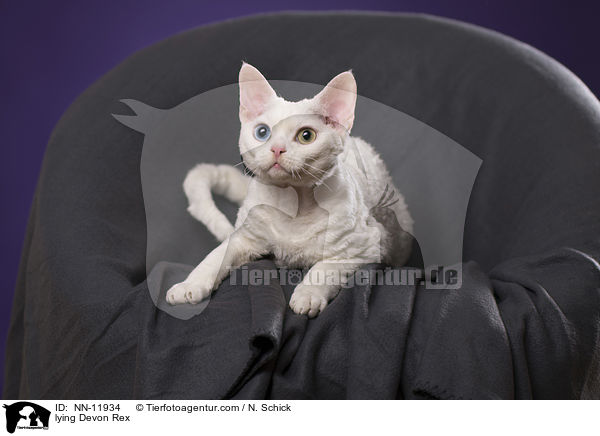 liegende Devon Rex / lying Devon Rex / NN-11934