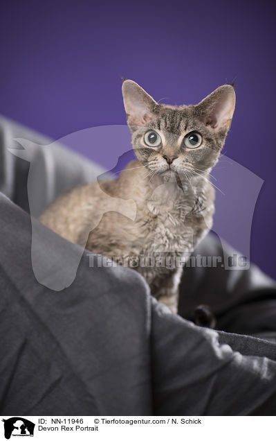 Devon Rex Portrait / Devon Rex Portrait / NN-11946