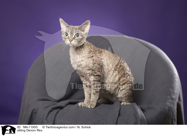 sitzende Devon Rex / sitting Devon Rex / NN-11950