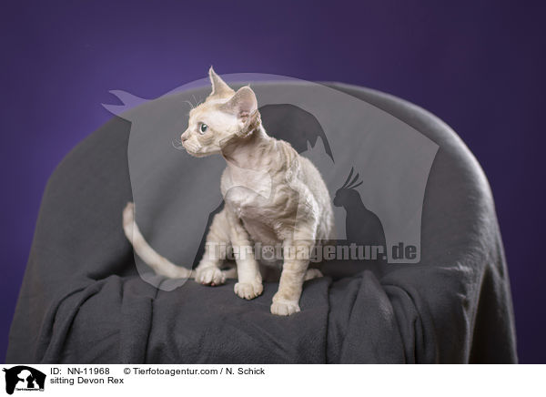 sitzende Devon Rex / sitting Devon Rex / NN-11968