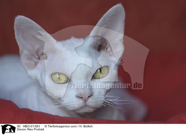 Devon Rex Portrait / Devon Rex Portrait / HBO-01383