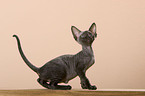 Devon Rex Kitten