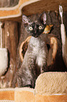 Devon Rex atop of cat tree