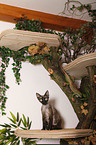 Devon Rex atop of cat tree