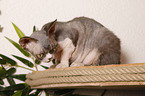 Devon Rex atop of cat tree