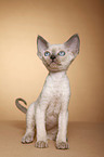 Devon Rex kitten