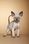 Devon Rex kitten