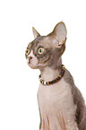 Devon Rex Portrait