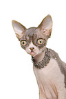 Devon Rex Portrait