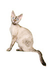 Devon Rex