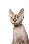 Devon Rex Portrait