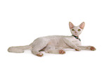 Devon Rex