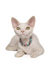 Devon Rex