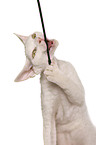 Devon Rex