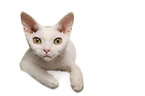 Devon Rex