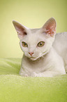 Devon Rex