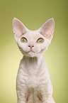 Devon Rex Portrait