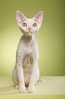 Devon Rex