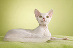 Devon Rex