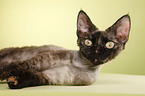 Devon Rex