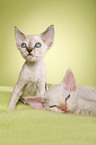 Devon Rex kitten