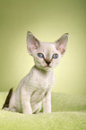 Devon Rex kitten