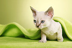 Devon Rex kitten