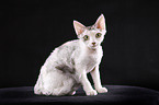 Devon Rex