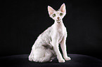 Devon Rex