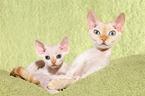 female Devon Rex with kitten