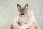 Devon Rex Portrait