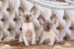 2 Devon Rex kitten