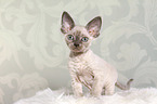 standing Devon Rex kitten