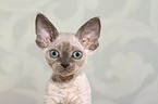 Devon Rex kitten Portrait