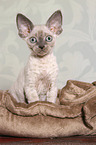 sitting Devon Rex kitten