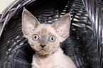 Devon Rex kitten Portrait