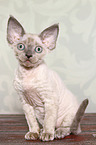 sitting Devon Rex kitten