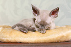 sleeping Devon Rex kitten