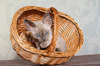 Devon Rex kitten is cleaning itself