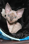 Devon Rex kitten Portrait