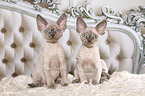 2 sitting Devon Rex kitten