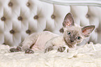 lying Devon Rex kitten