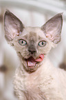 Devon Rex kitten Portrait