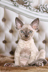 sitting Devon Rex kitten