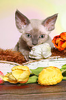 Devon Rex kitten is gnawing a flower