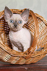 sitting Devon Rex kitten